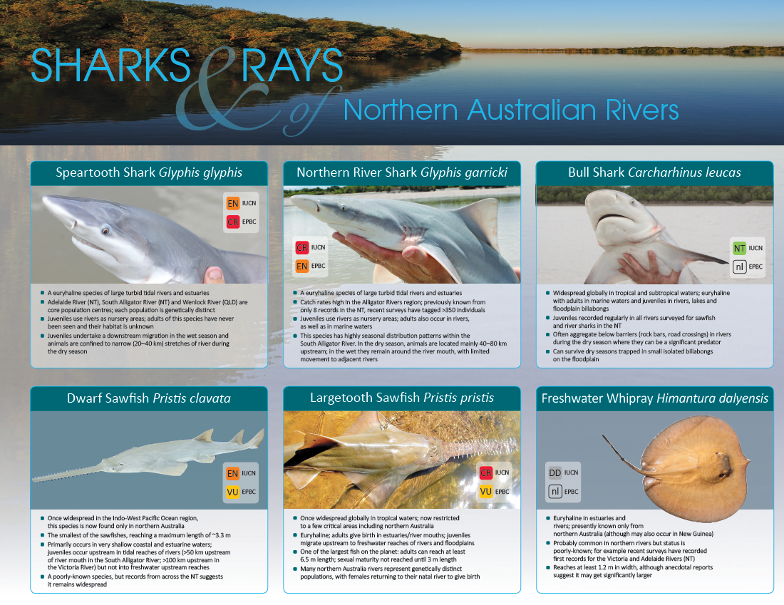 Sharks and Rays of Northern Australia Rivers