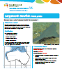 Largetooth Sawfish Pristis pristis species information sheet