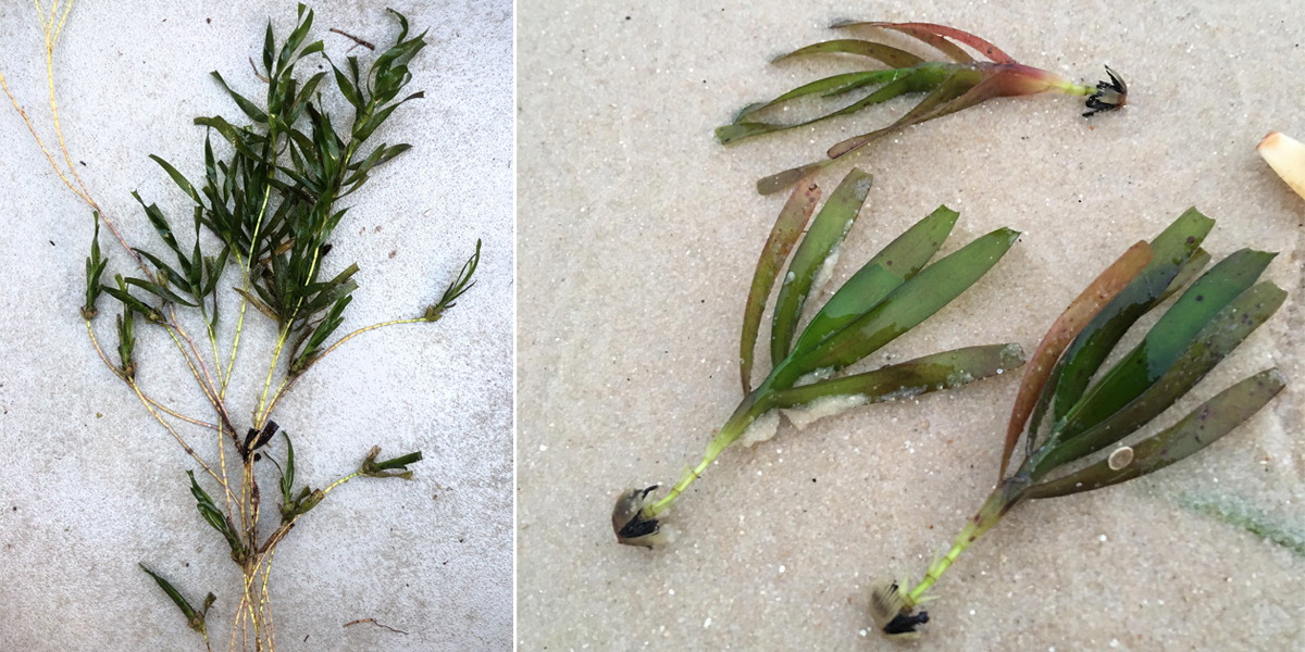 wire weed seagrass adult plant and seedlings on the sand
