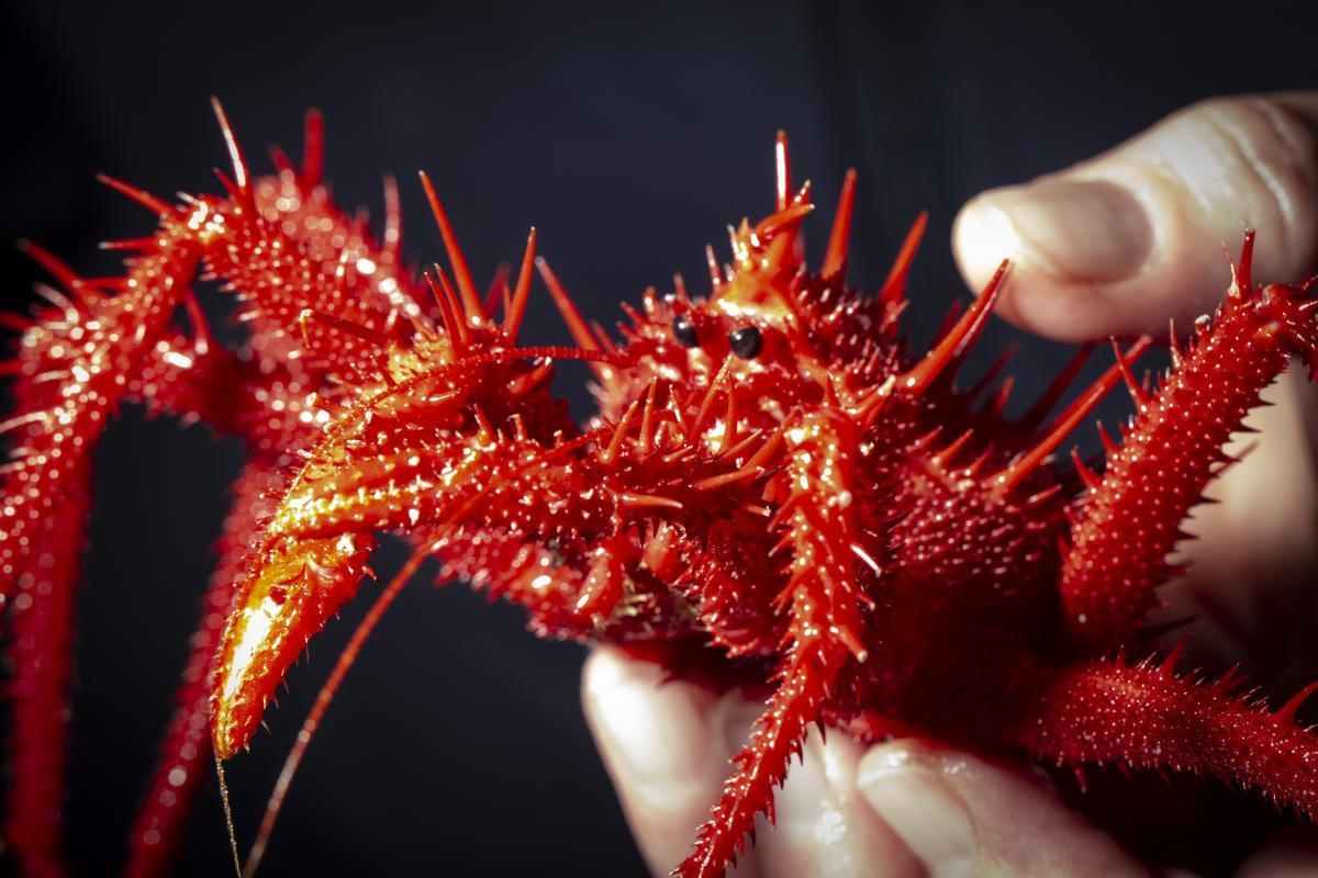 A spiky red crab