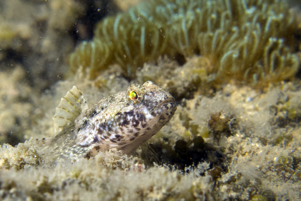 A blenny in shellfish reef habitat