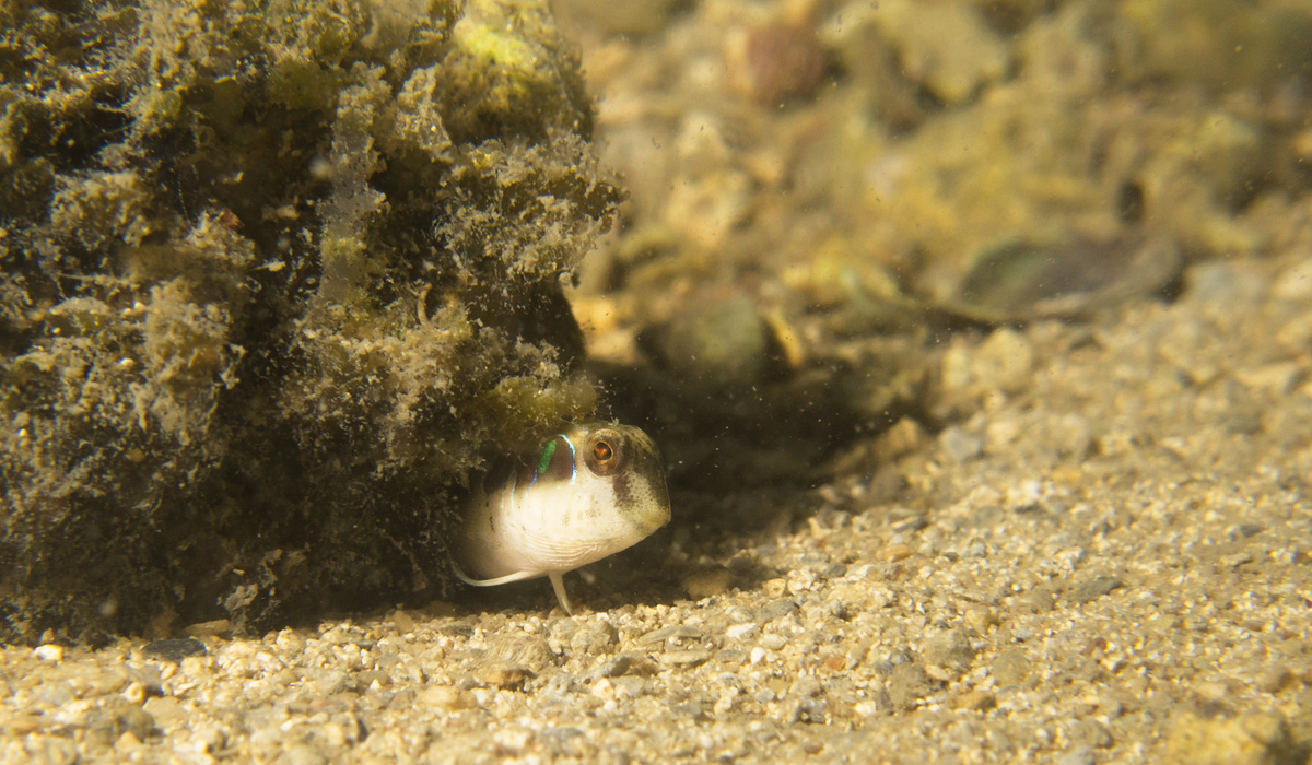A blenny in shellfish reef habitat