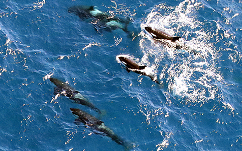 A group of orca seen during aerial surveys.