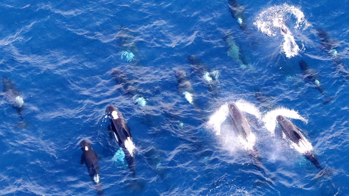 Long-finned pilot whales seen from the air at Bremer.