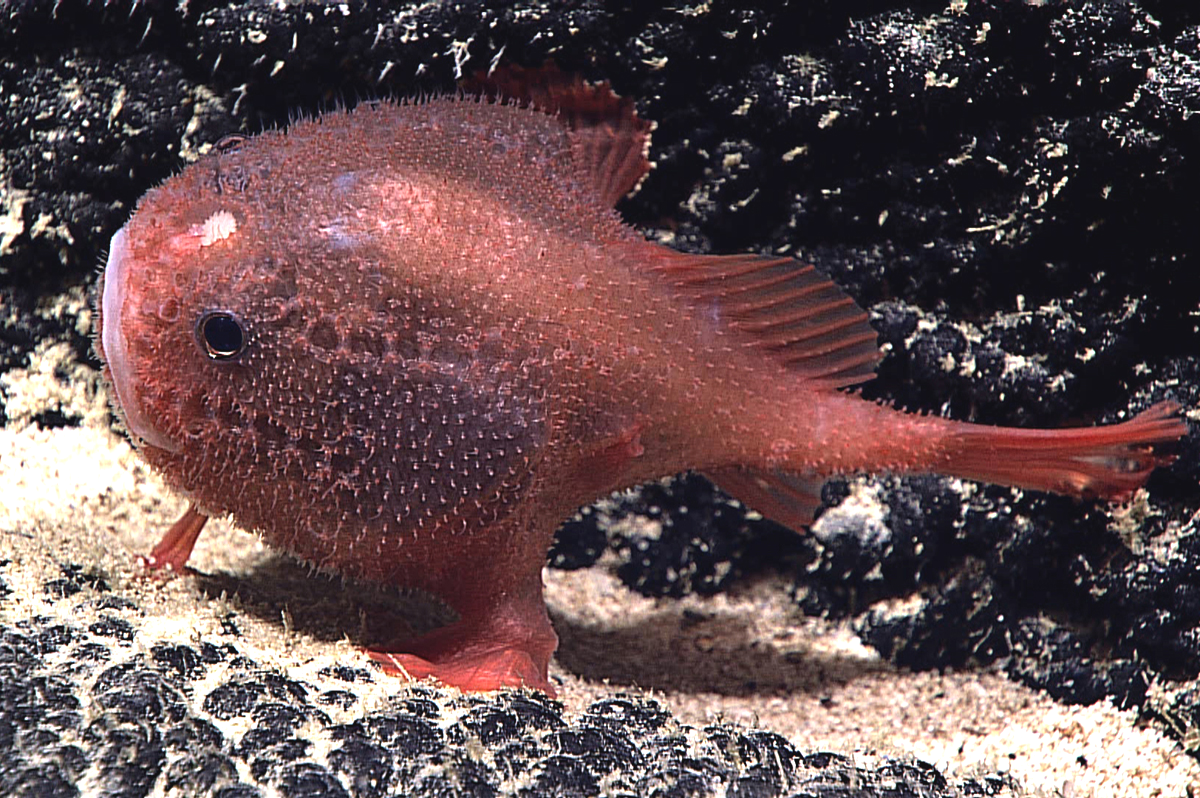 Unidentified species of Chaunacops, photographed by an ROV in deep water southeast of Hawaii.