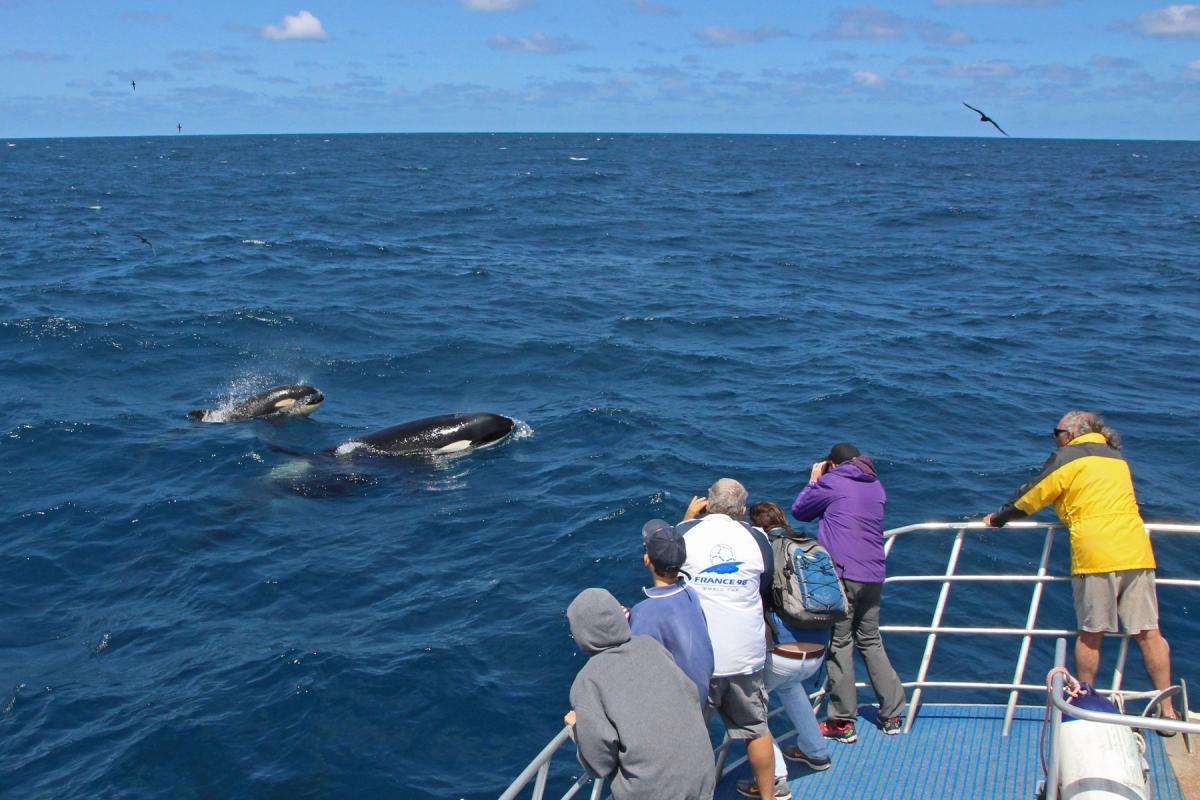 Passengers observing killer whales at Bremer Canyon. Credit Keith Lightbody