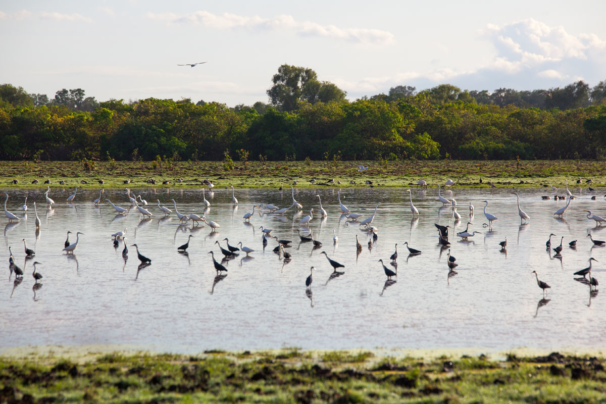 Waterbirds on the Daly River, NT.