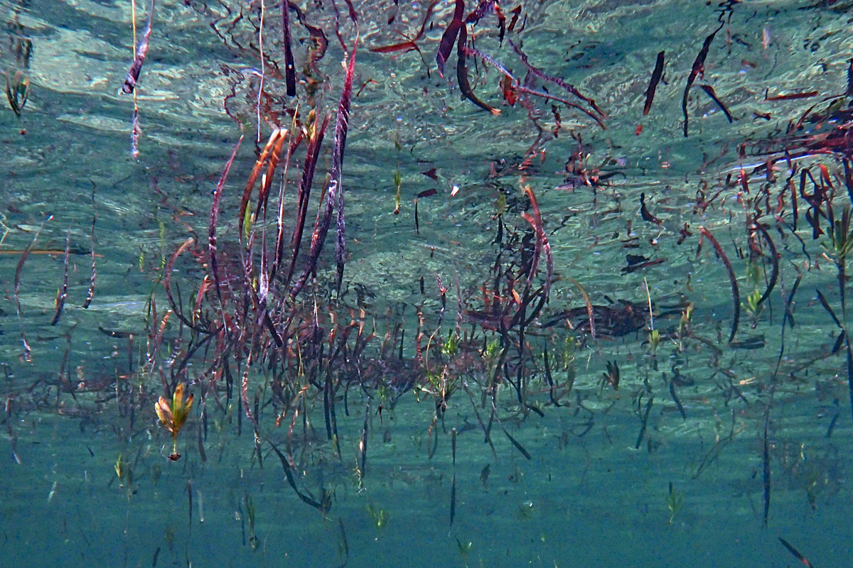 wire weed seagrass seedlings floating in teh water at Shark Bay