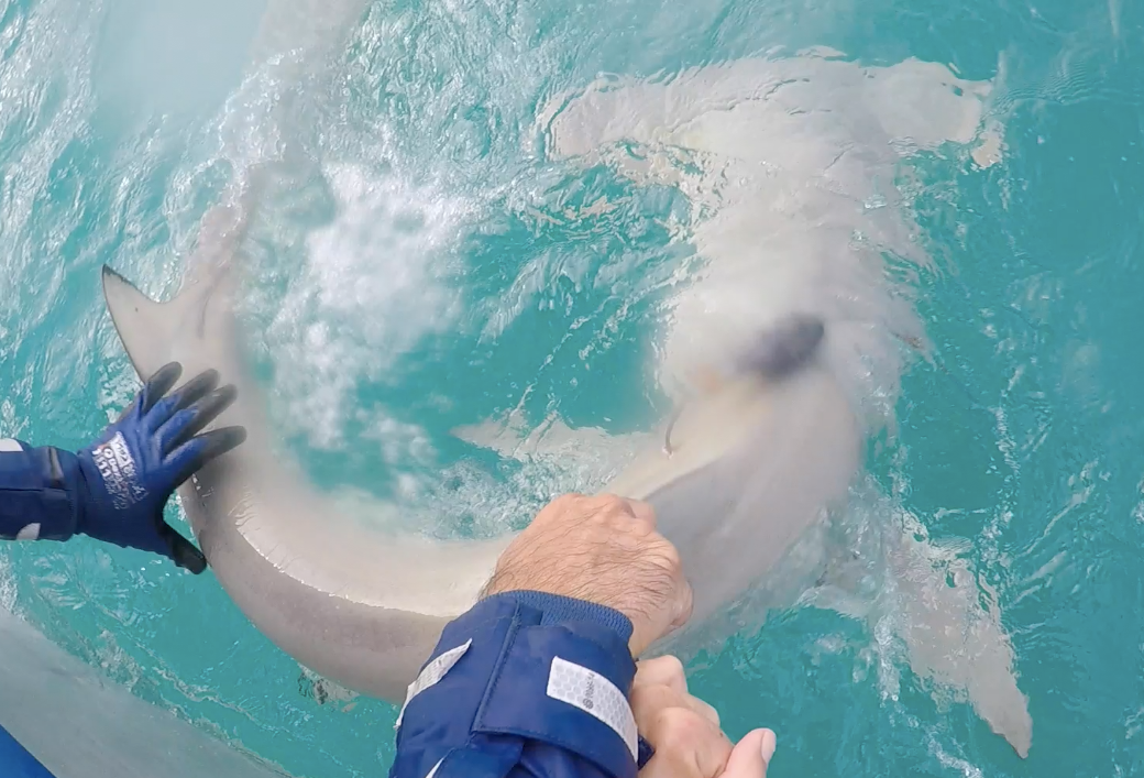 A great hammerhead shark tagged with a miniPAT tag