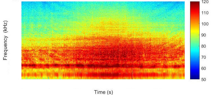 Spectrogram of the noise from a ship. Image Integrated Marine Observing System