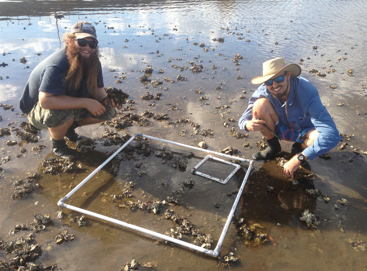 Researchers survey remnant oyster reef in the Rchmond River mudflat