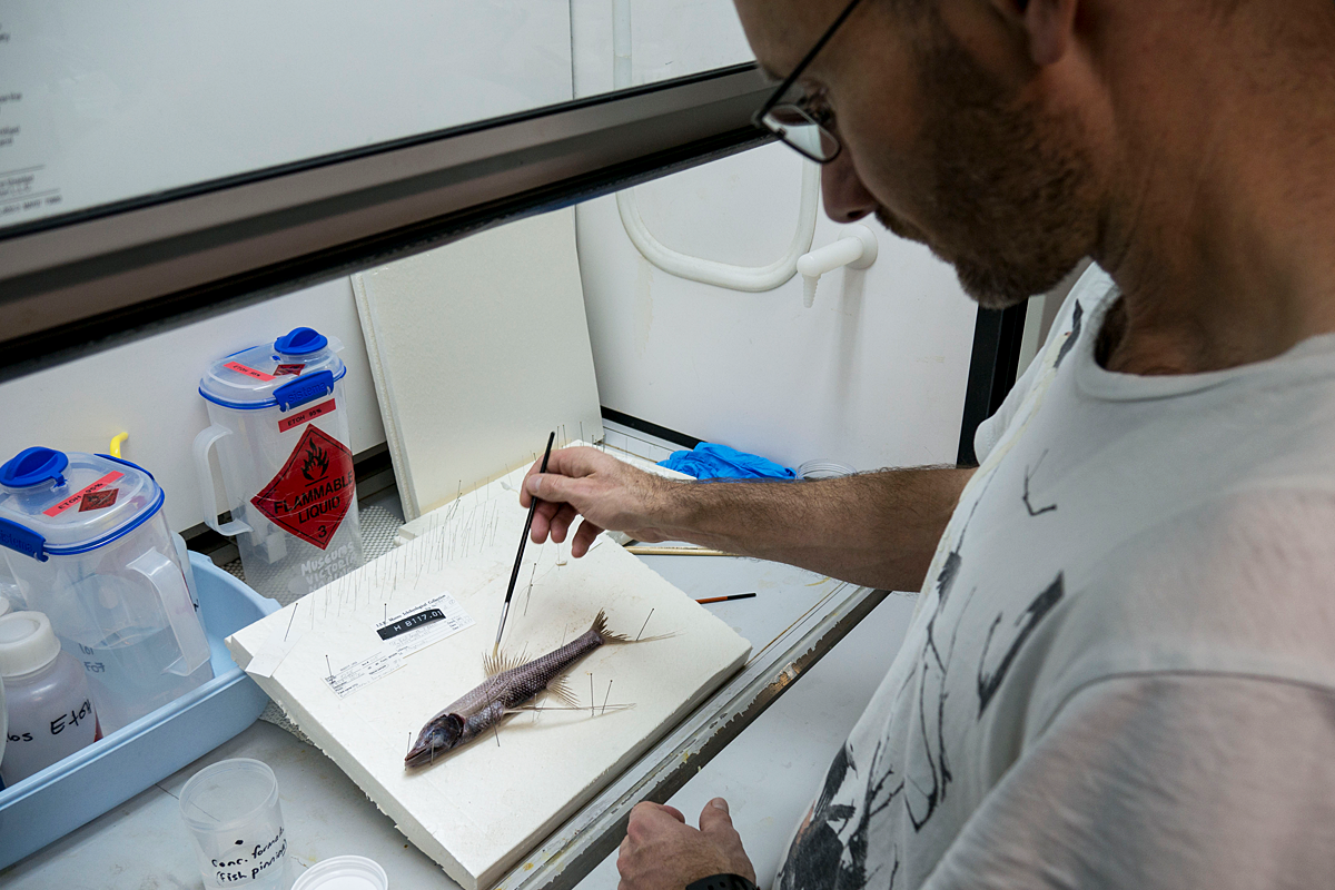 John Pogonoski photographs a tripod fish