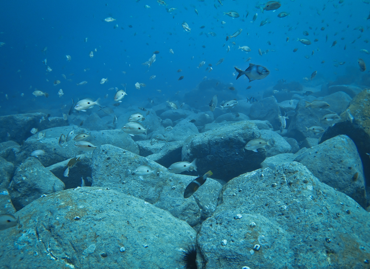 Urchin barrens on the rocky seafloor