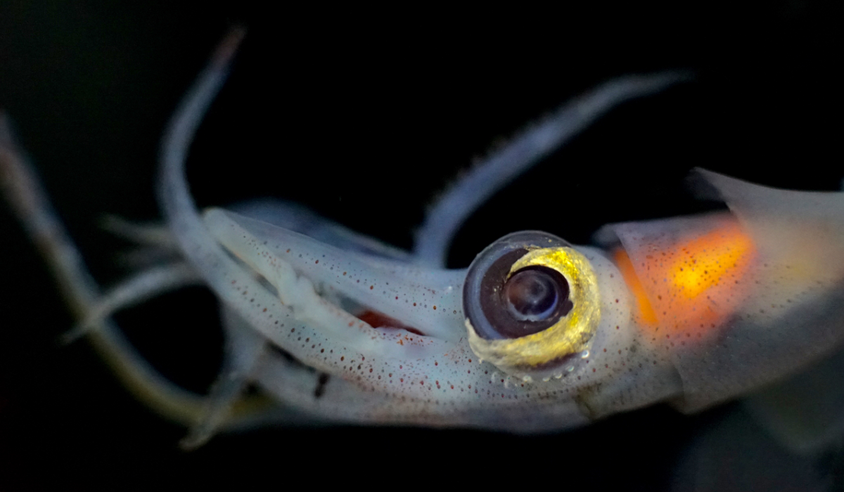 Little squid, Abraliopsis