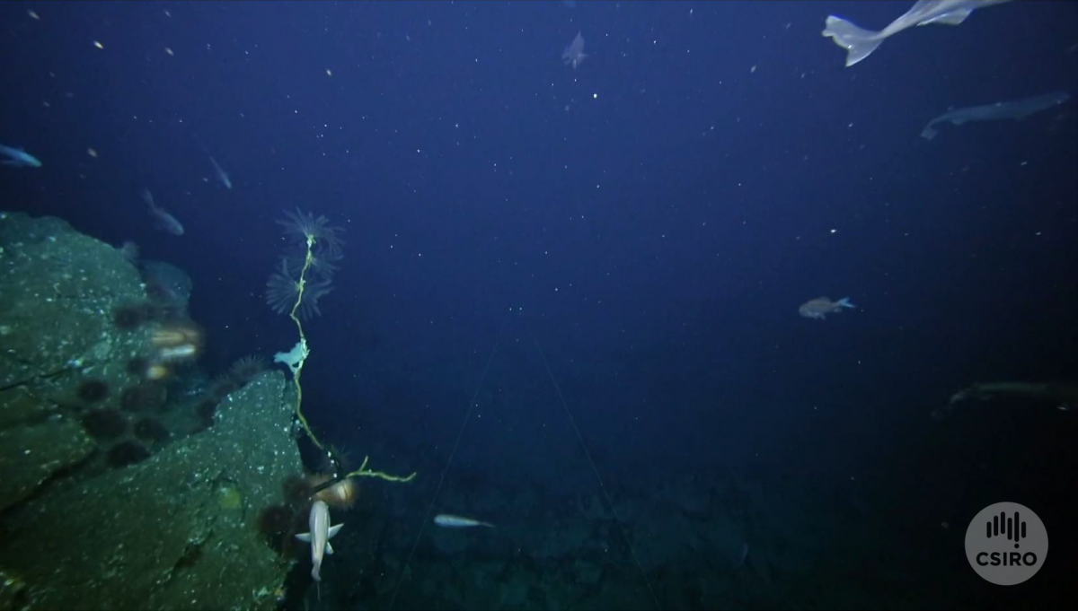Craggy seamount edge with fish