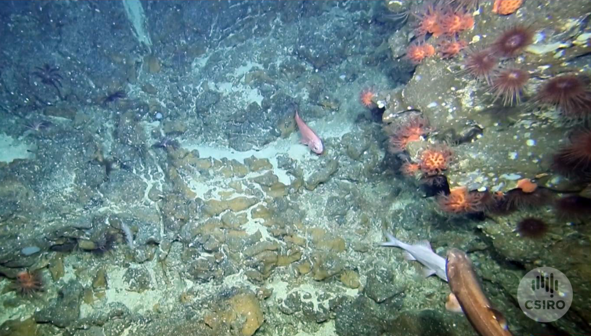 Rocky seafloor, urchins and orange roughy