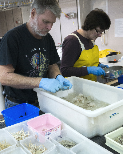 Merrick Ekins and Caroline Farrely sorting specimens