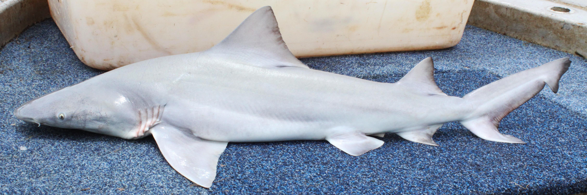 A juvenile Northern River Shark on the deck of a research vessel
