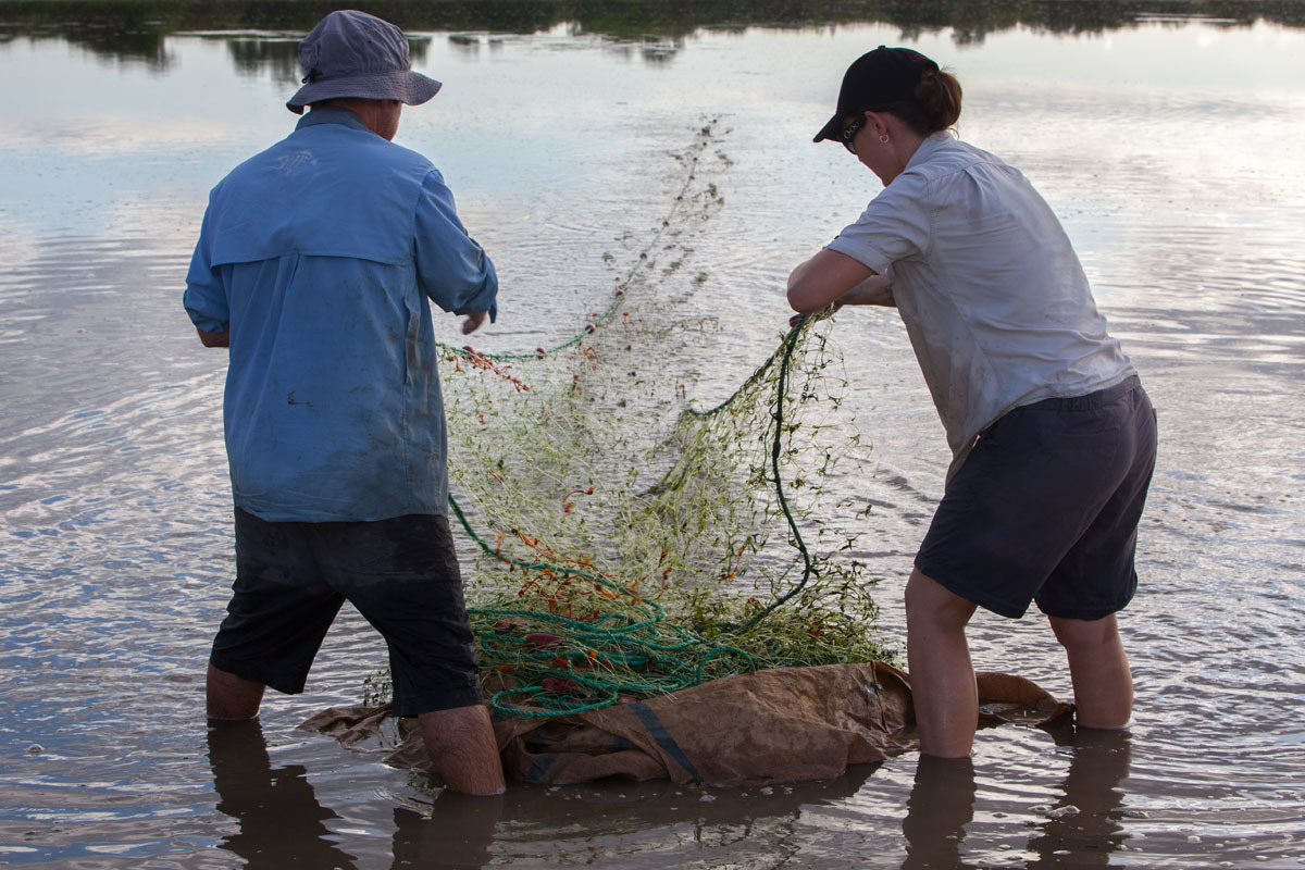 Scientists retrieve a gill net from a Daly River waterhole.