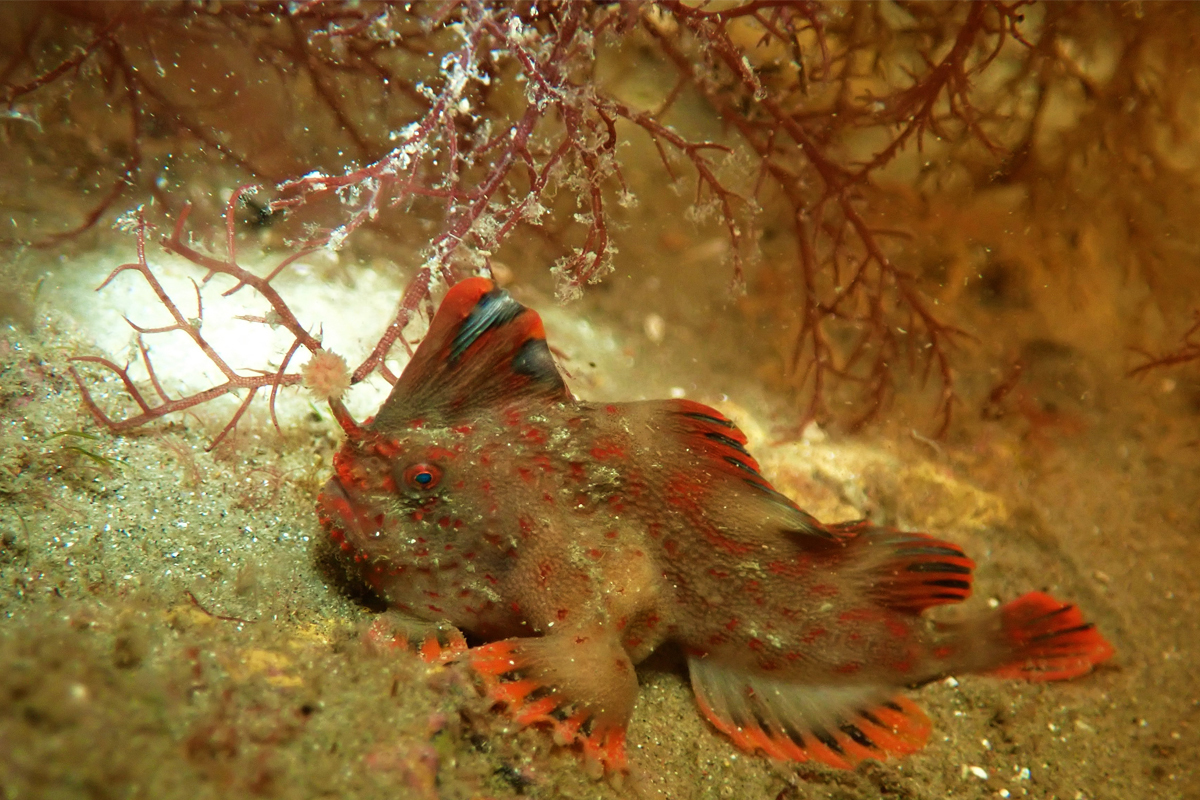 A captive-reared Red handfish on a reef after being returned to the wild.