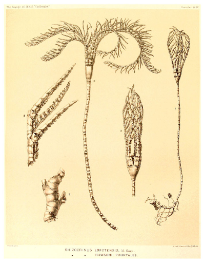 Rhizochrinus lofotensis illustration