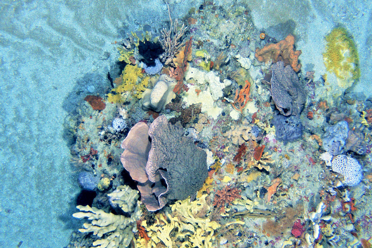 Rocky reef habitat in Beagle CMR