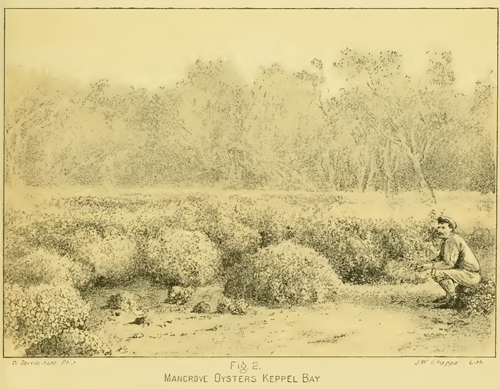 A historical sketch of a shellfish reef