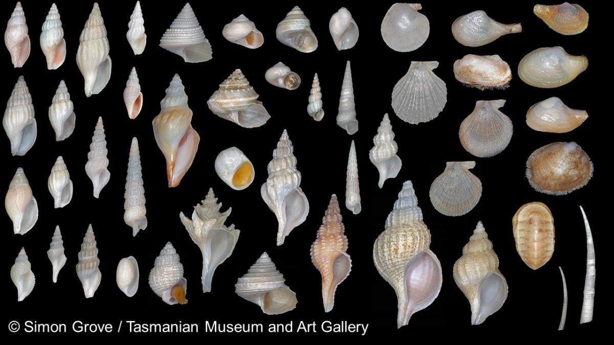 montage of  shells