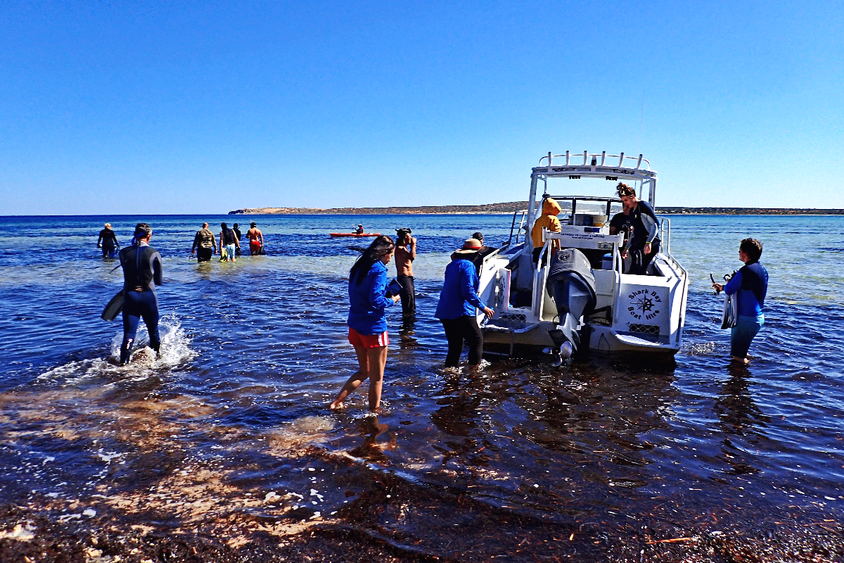 Researchers and Traditional Owners explore seagrass in Fowlers Camp, Shark Bay. 