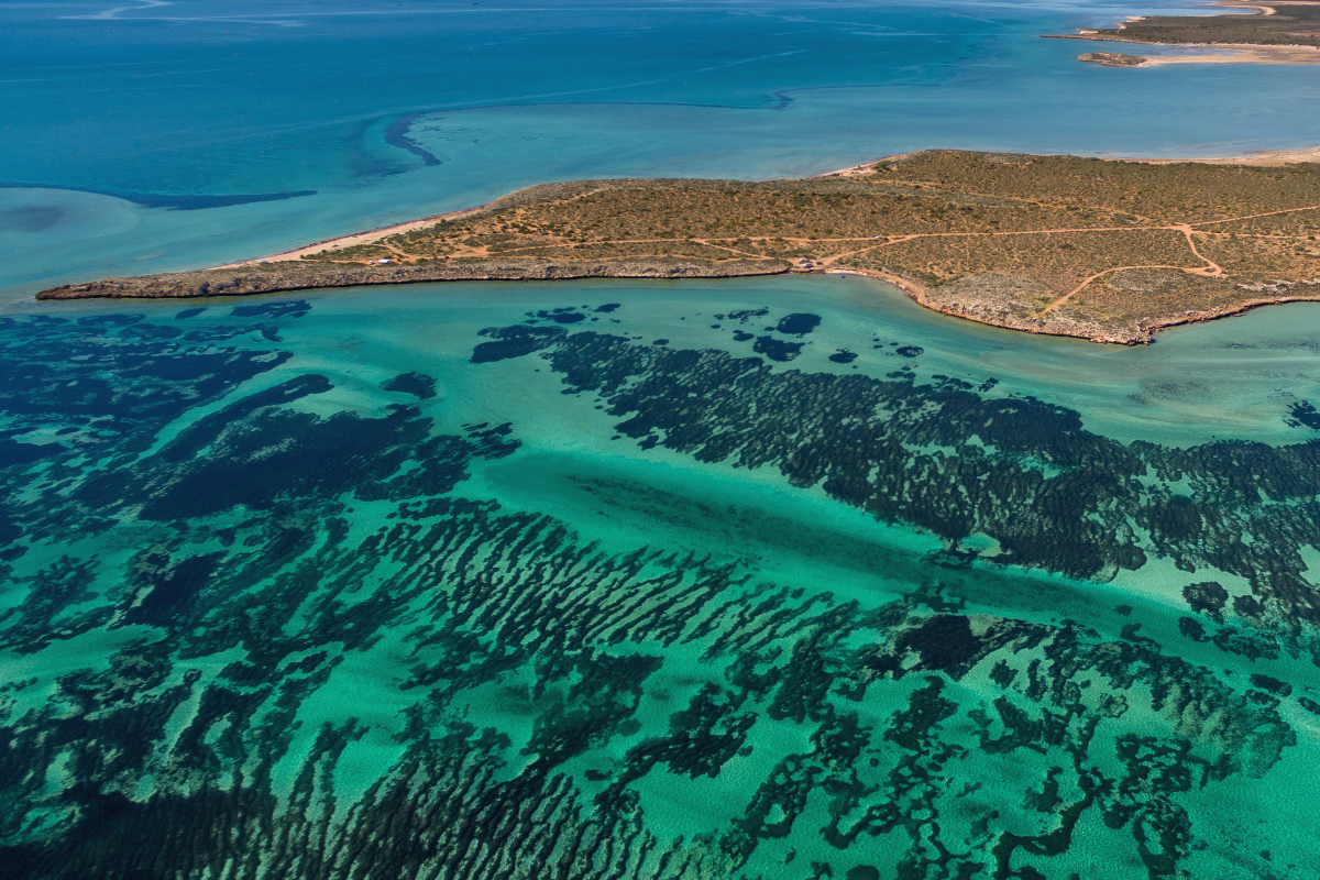 Aerial view of seagrass meadows in the waters of Shark Bay.