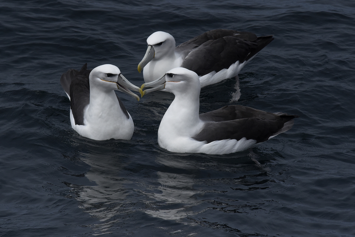 A group of Shy Albatross