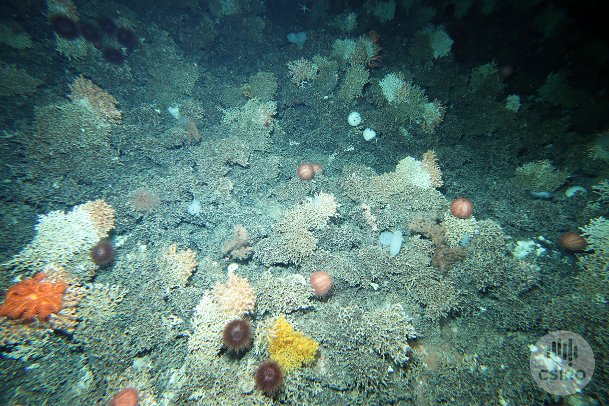 Solenosmilia corals and urchins os seafloor