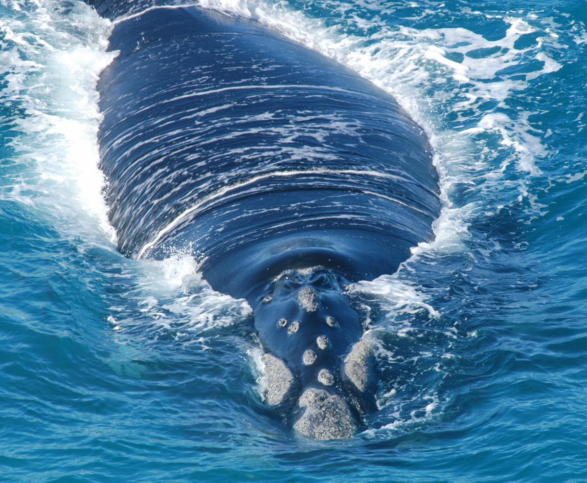 Long term southern right whale monitoring study at Head of Bight, South Australia. Image Eubalaena Pty Ltd 