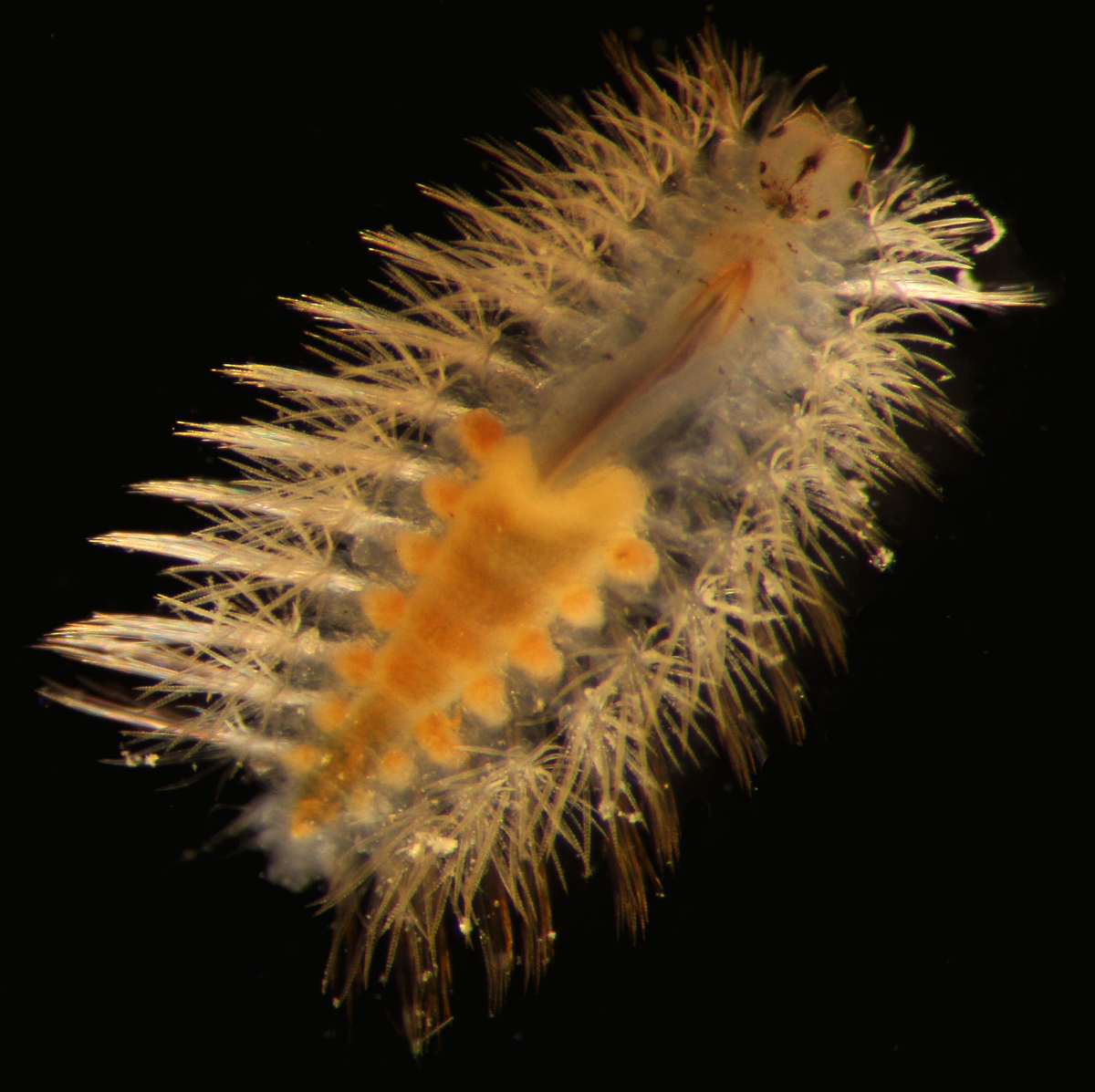 A 2mm syllid (polycheate worm)
