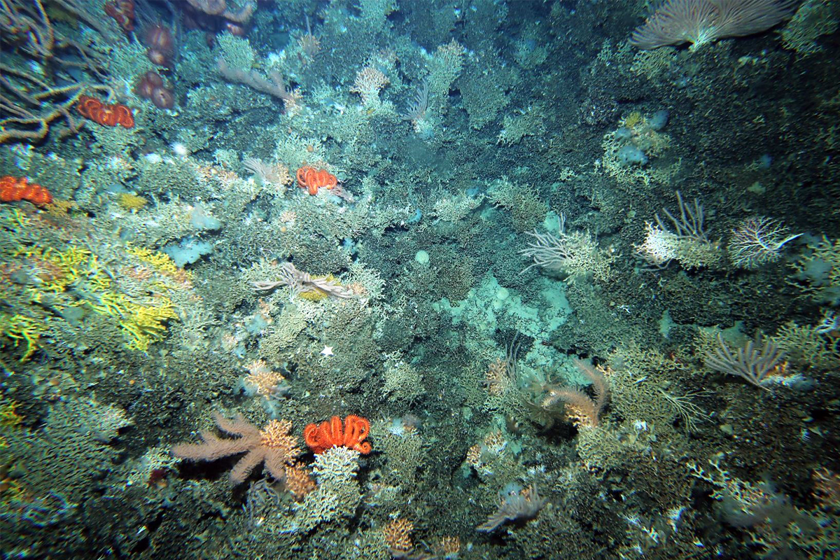 Three stony corals occurred together on this small hill adjacent to the St Helens seamount.
