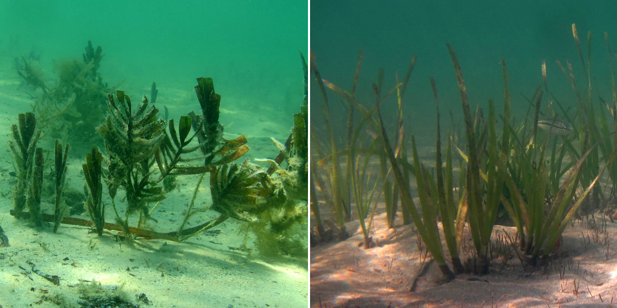 Temperate and tropical seagrasses recolonising the seafloor at Shark Bay