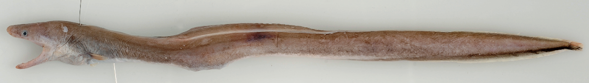 A basketwork eel with a crab in its gut