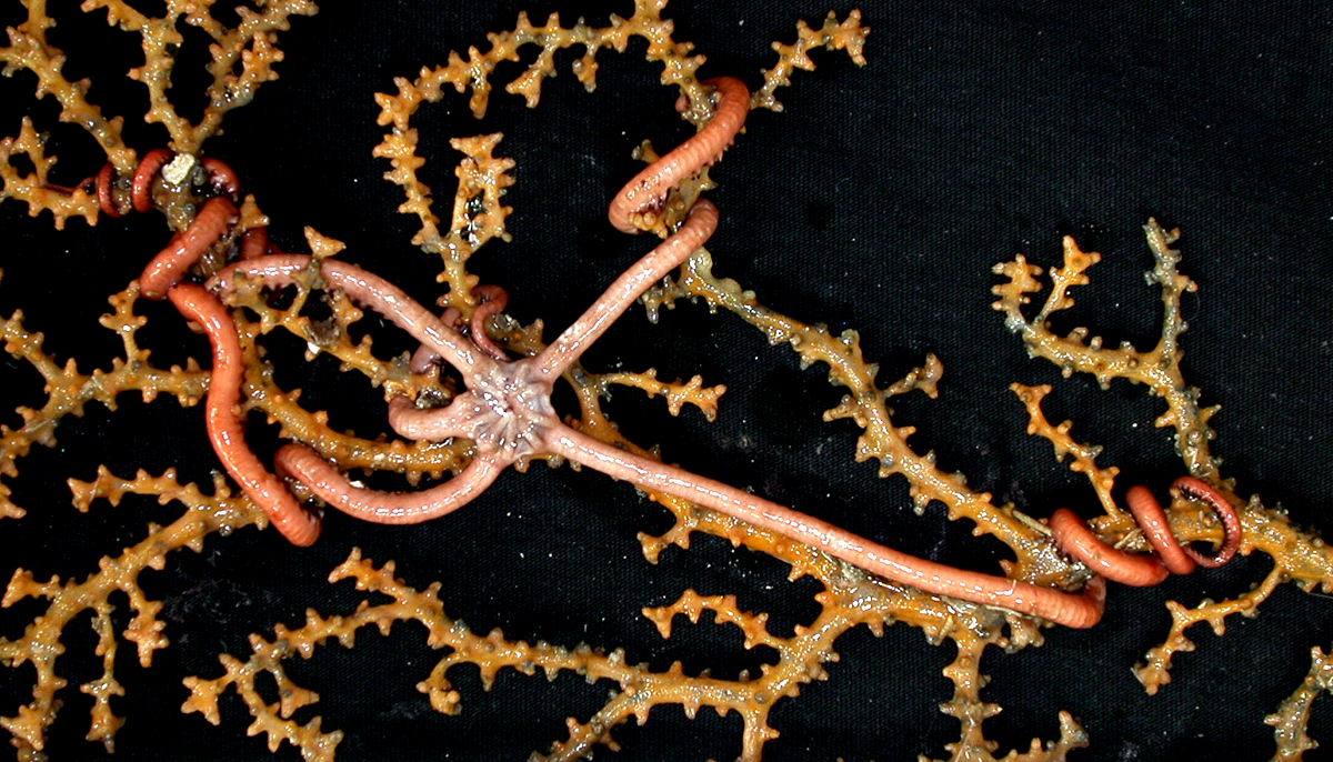 A brittle star on coral