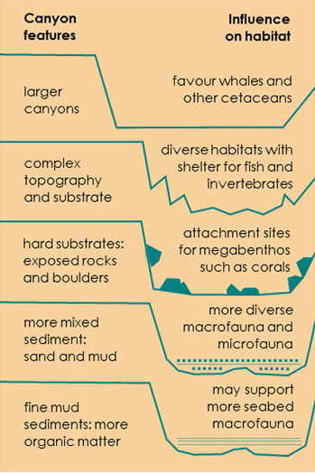 A graphic identifying how physical canyon features relate to habitat types