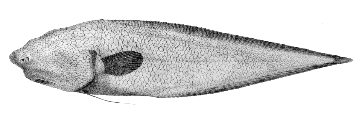 Illustration of Faceless Cusk