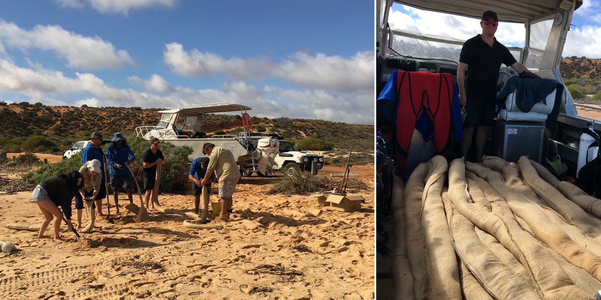 Malgana Rangers filling snaggers for seagrass restoration at Shark Bay