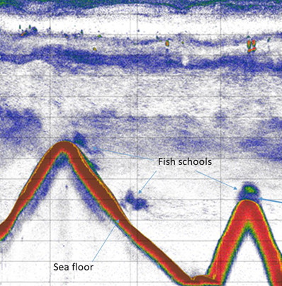 echogram showing deep seafloor and fish