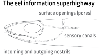 eel sensory diagram