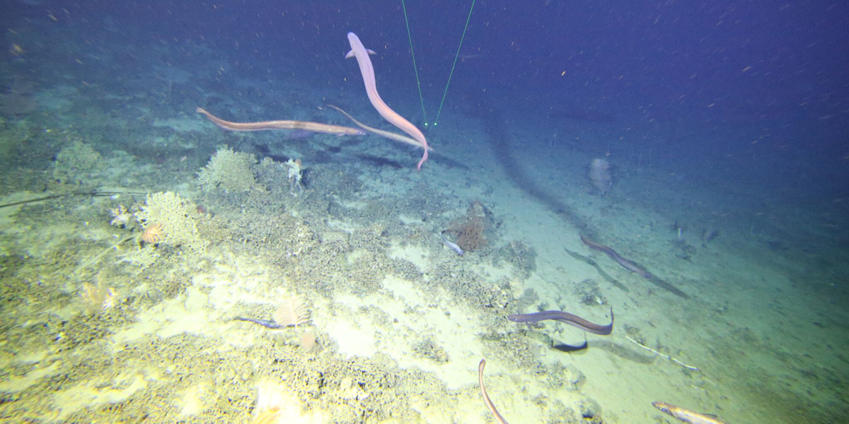 Eels near the seafloor at Patience Seamount