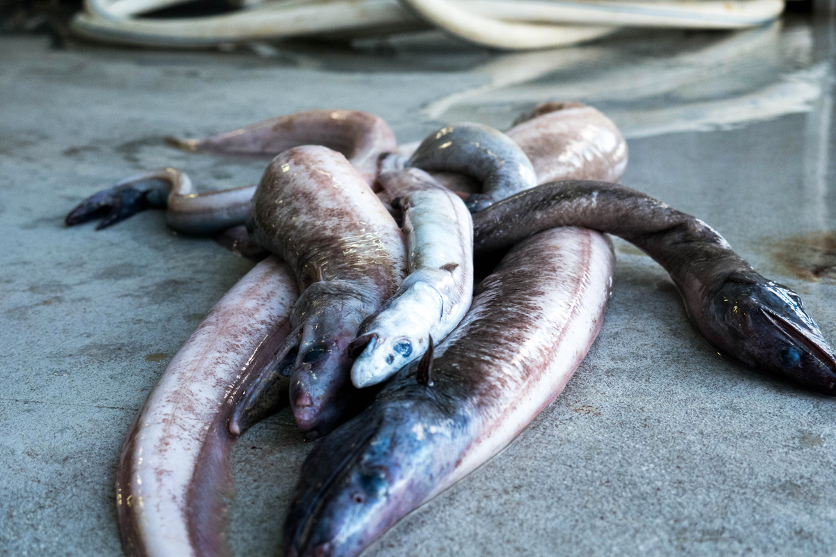Eels on the deck