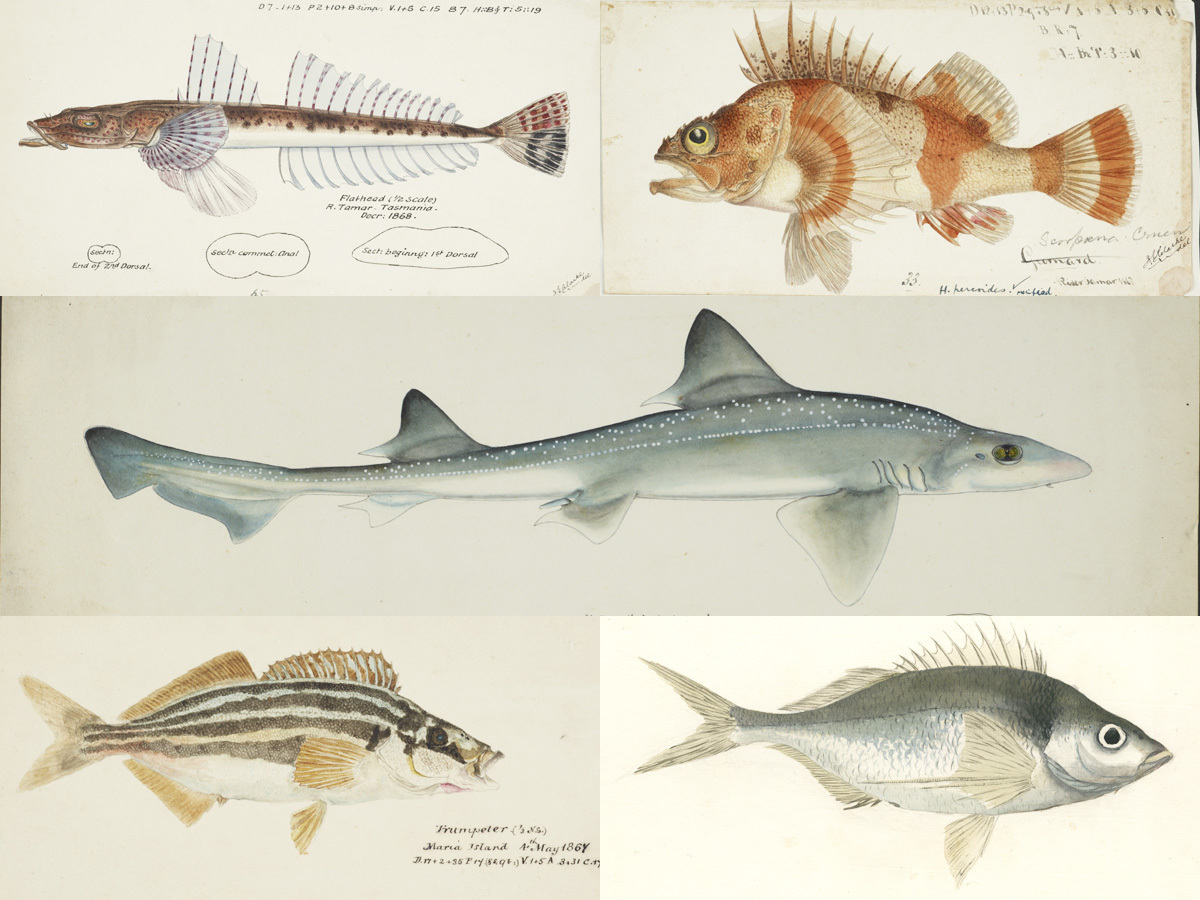 A composite of five paintings of fish found in Flinders Marine Park