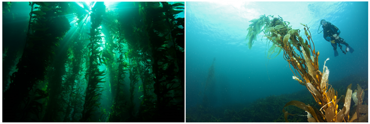 Photos of a healthy and a degraded giant kelp forest