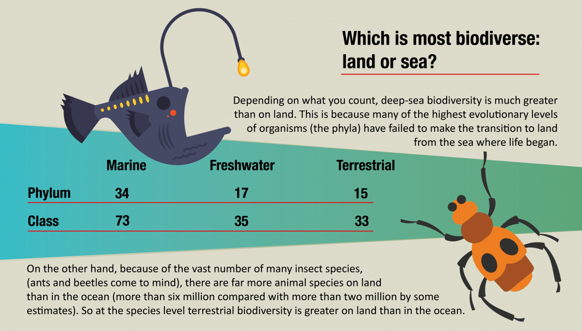 A diagram comparing marine and terrestrial biodiversity