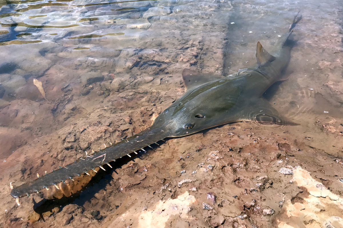 A Largetooth Sawfish in shallow water