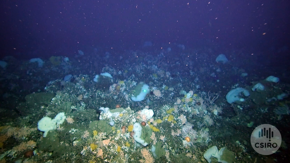 Diverse seafloor life at little sisters seamount